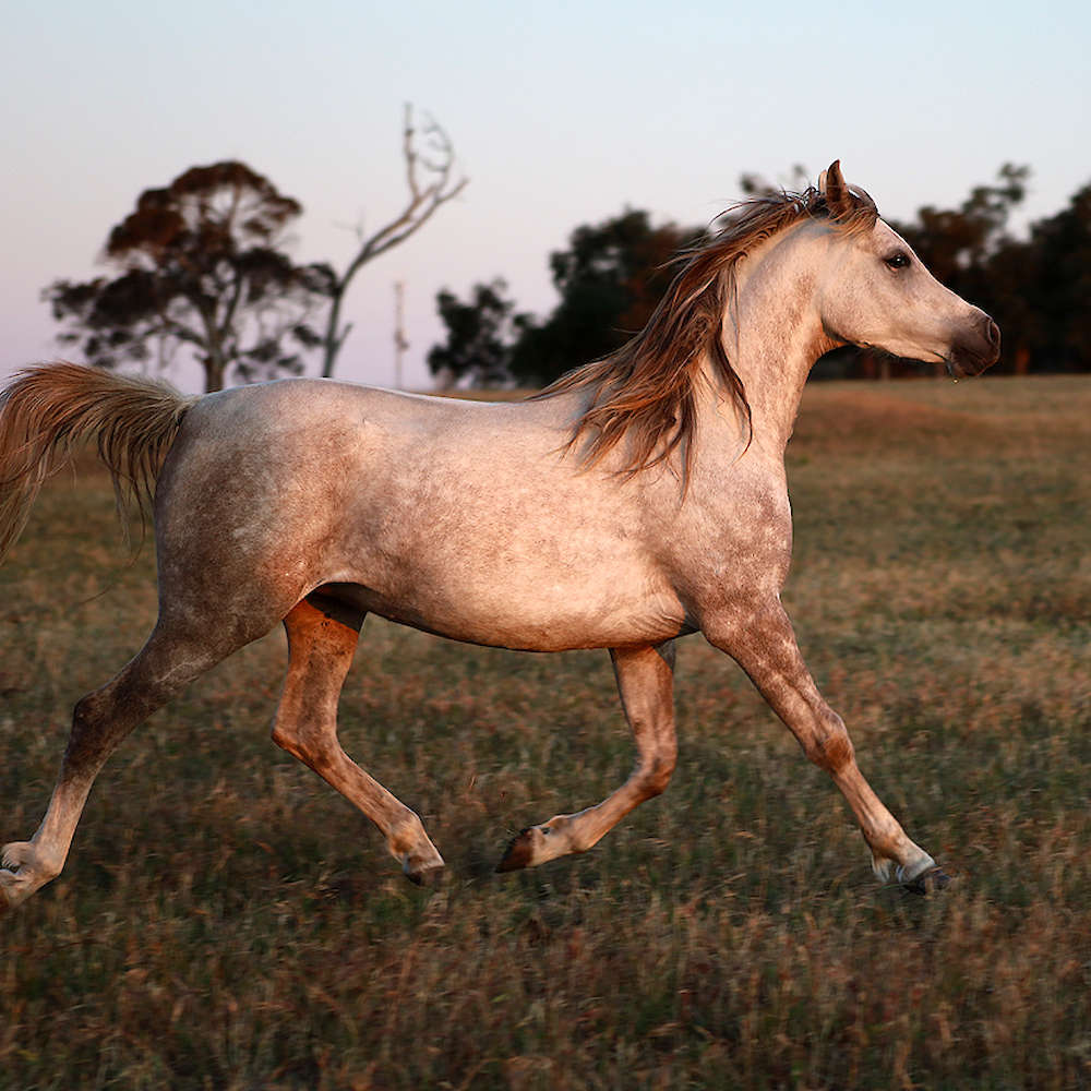 Rachael - Arabian Mare. Photo November 2022