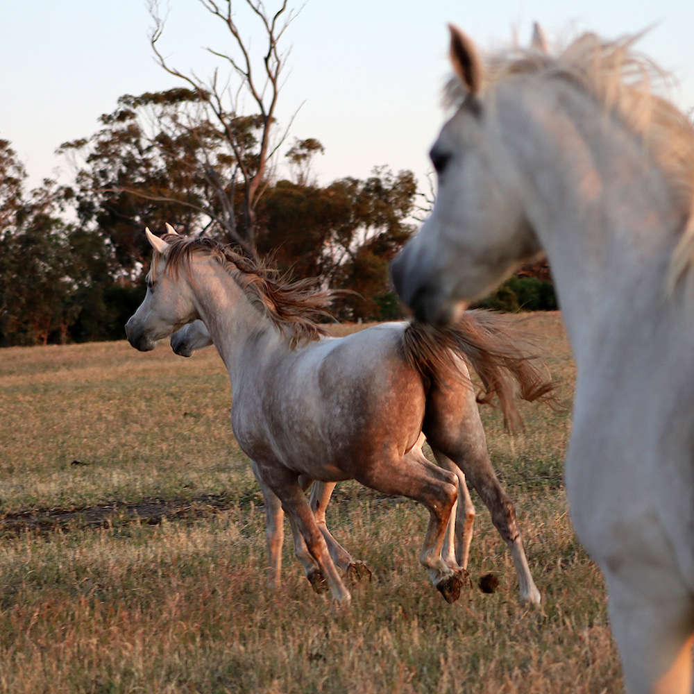 Rachael - Arabian Mare. , Left. Photo November 2022