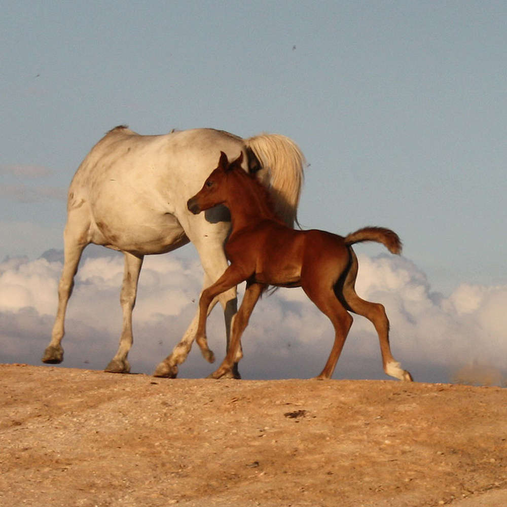 Rachael - Arabian Filly.
