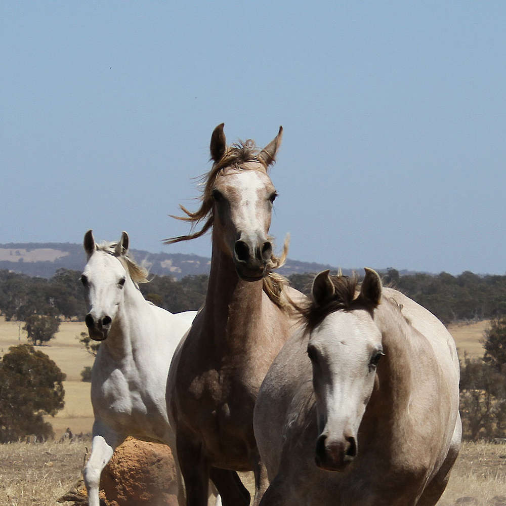 Rachael center, Marbling A'Luna right. Bibi'Arna left. Chloe Ann Photo.