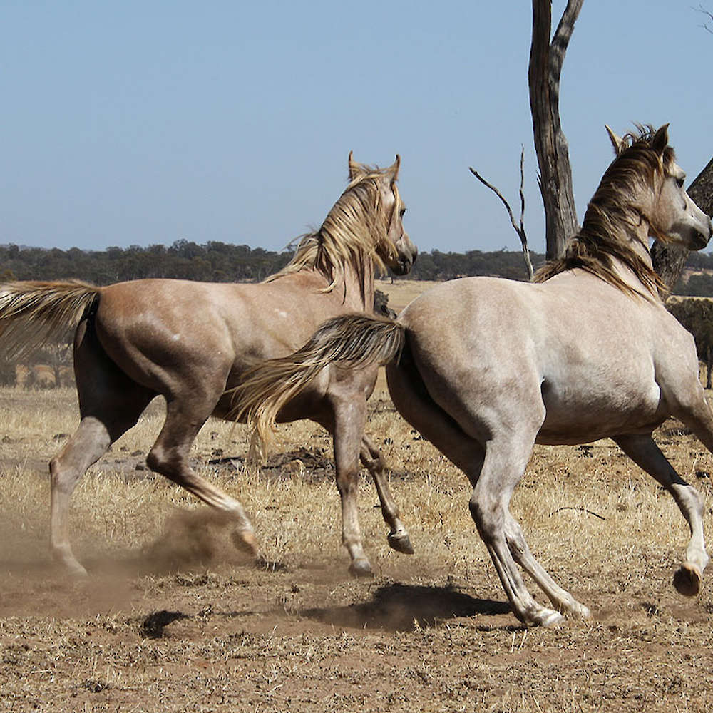 Rachael - Arabian Filly Left. Chloe Ann Photo.