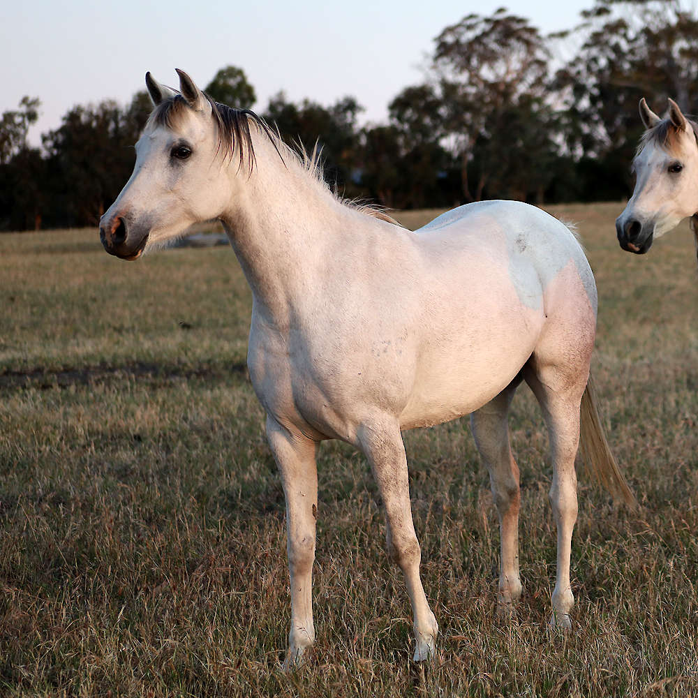 Marbling A'Luna 5 year old Arabian mare.