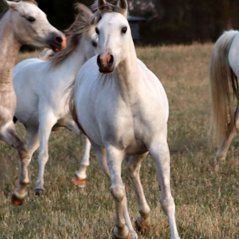 Marbling A'Luna 5 year old Arabian mare.