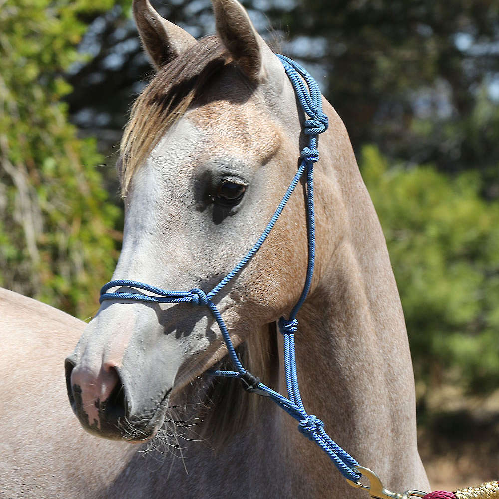 Yearling Marbling A'Luna.
 Photo Karsten Scherling, Al Tair Stud, Germany