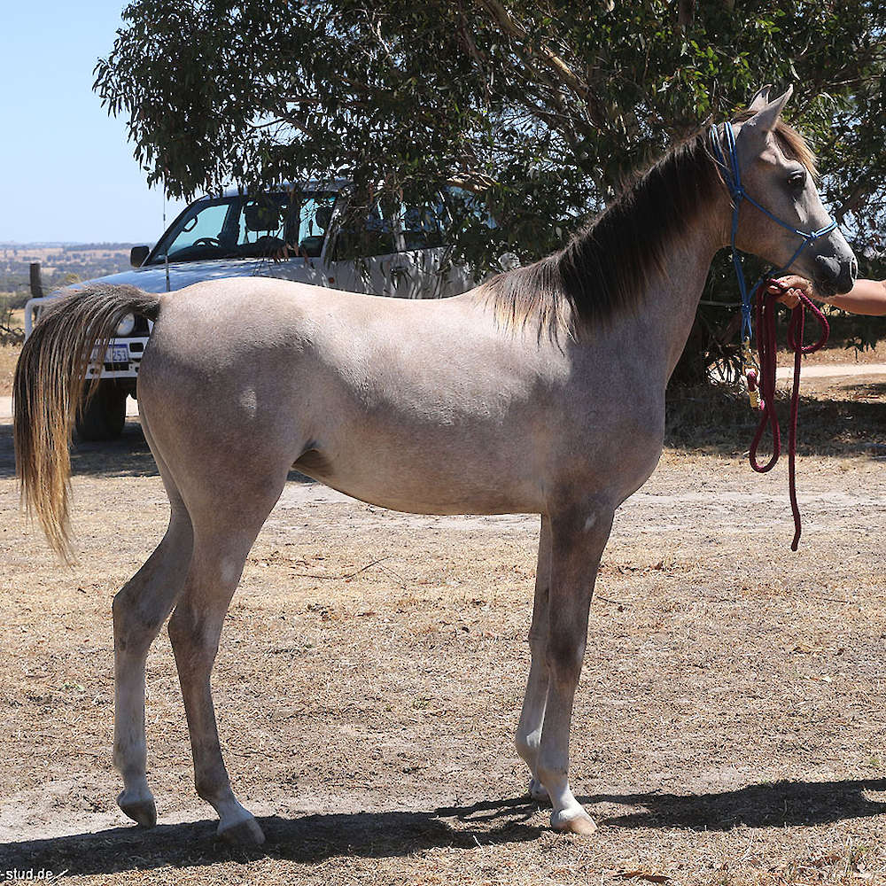 Yearling Marbling A'Luna.
 Photo Karsten Scherling, Al Tair Stud, Germany
