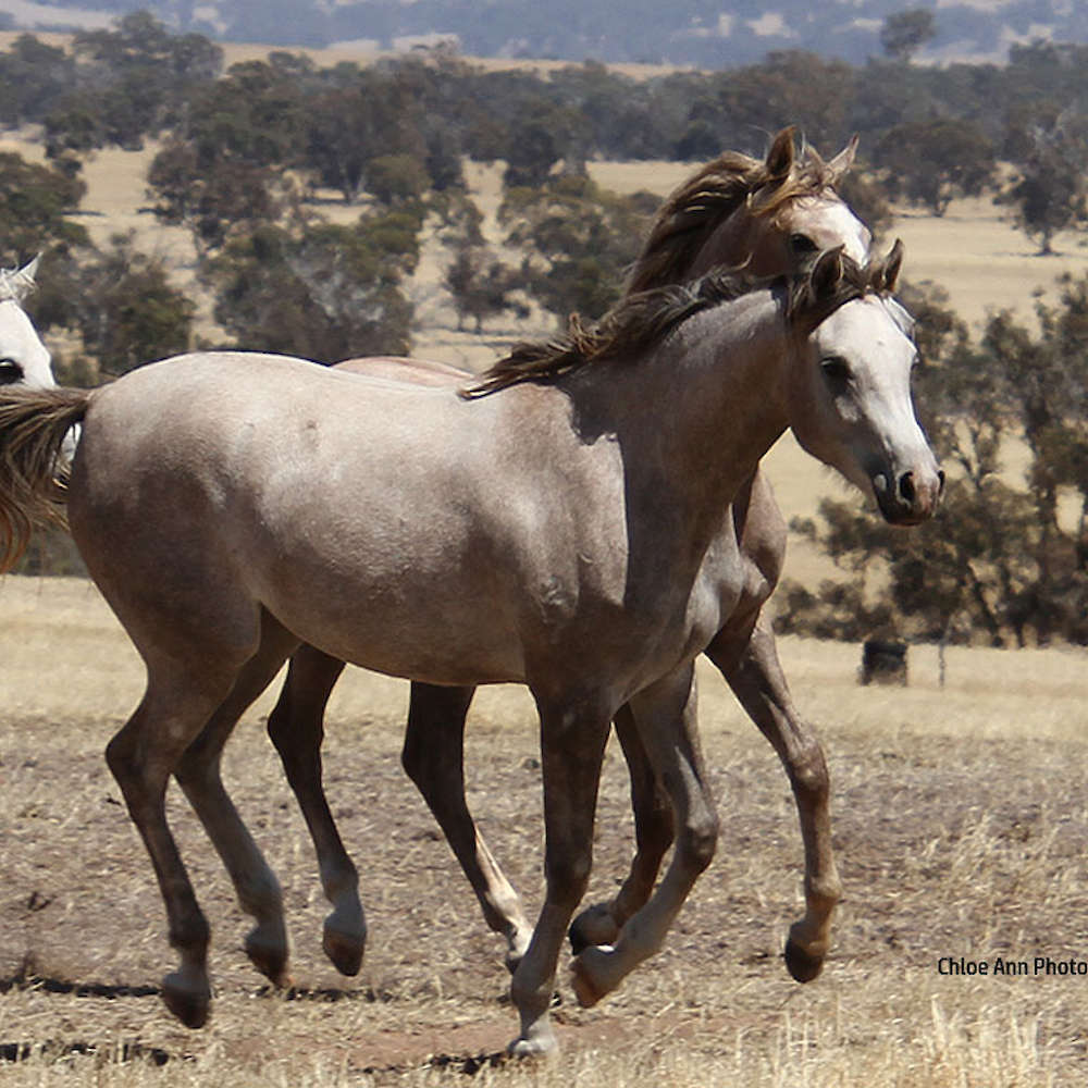 2 year old Marbling A'Luna. Chloe Ann Photo