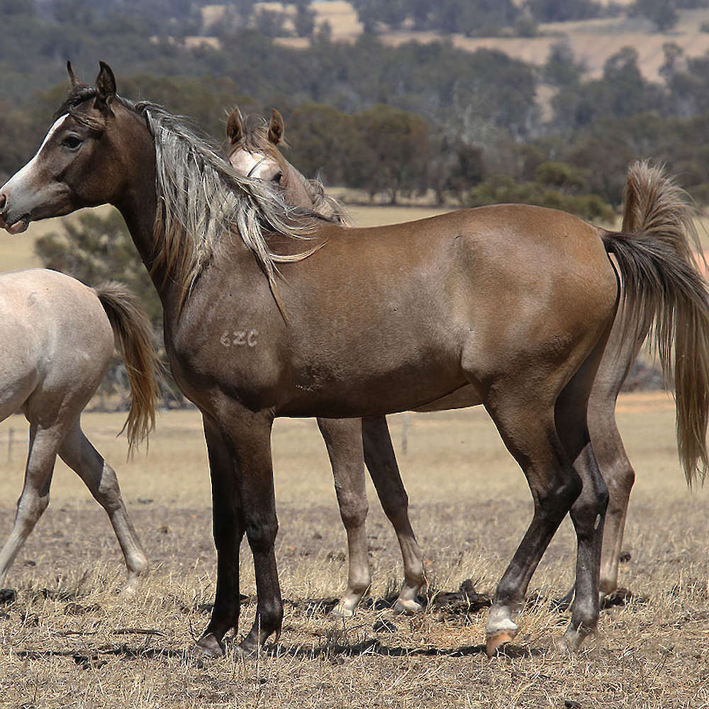 Marbling Ningaloo - Arabian Gelding.