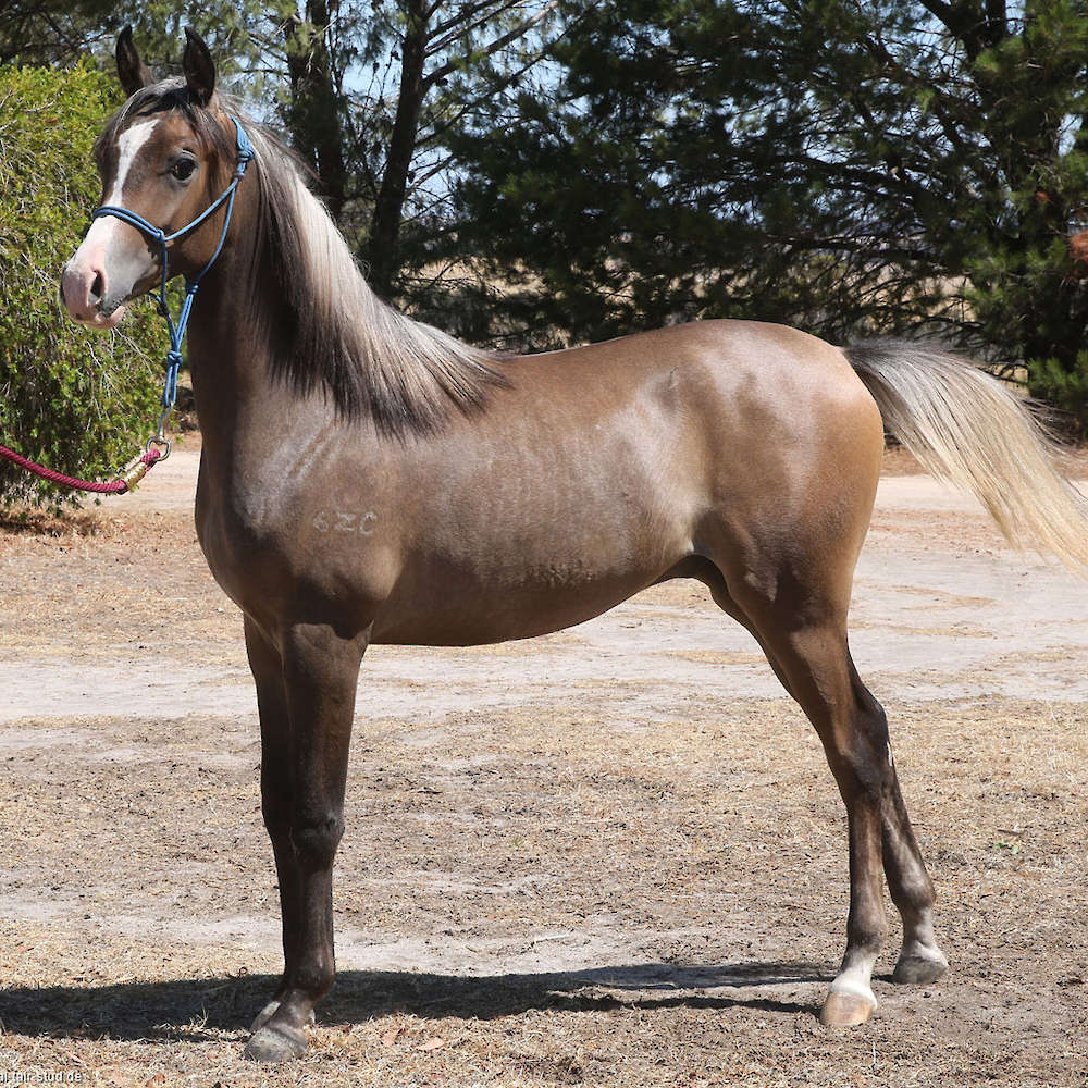 Marbling Ningaloo - Arabian Gelding.
Photo Karsten Scherling, Al Tair Stud, Germany.