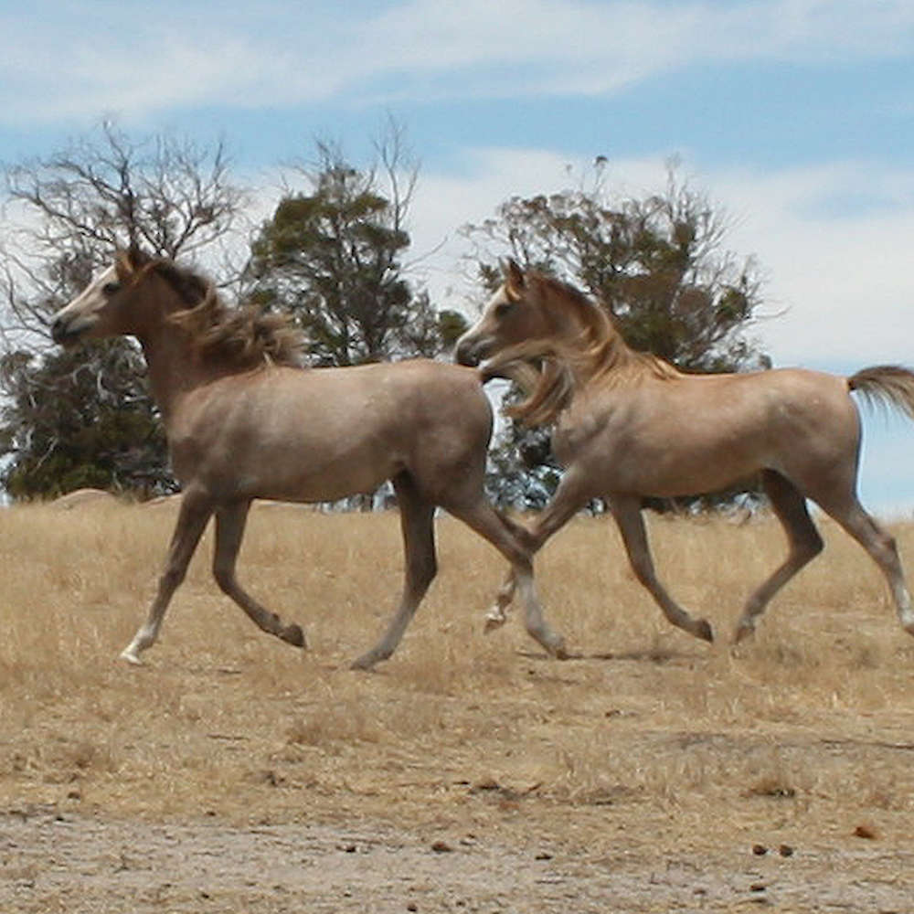Mattilda'sPheobe and Mattilda's Rochelle - Arabian Fillies.