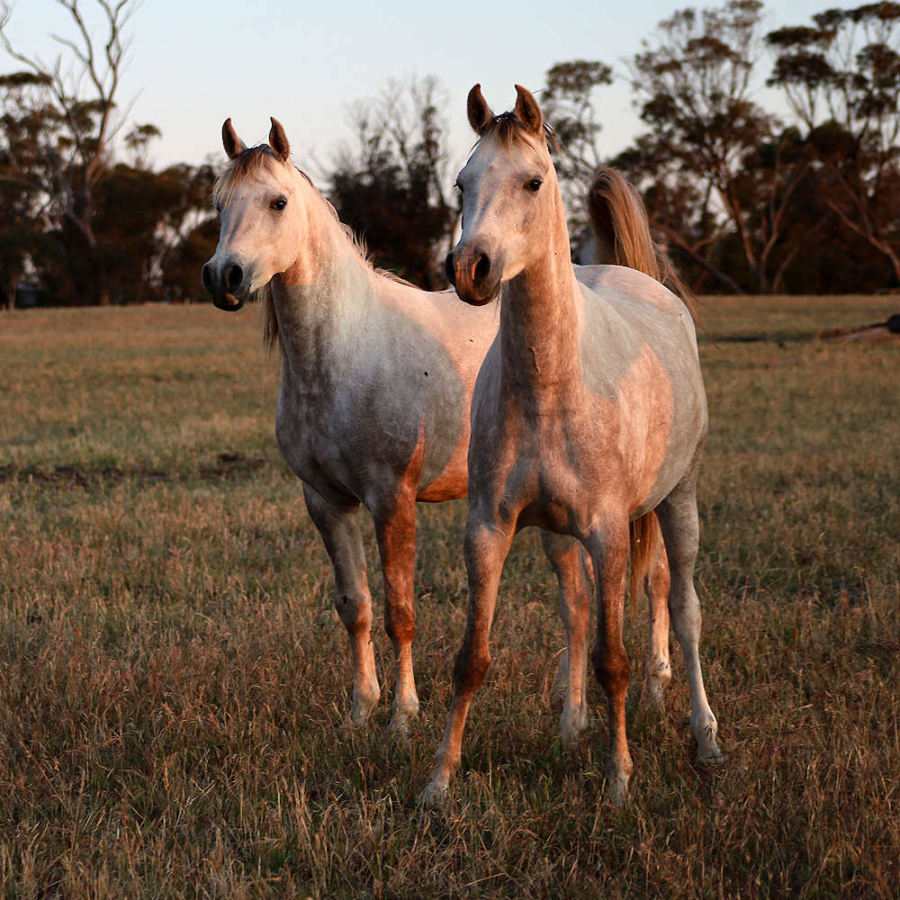 Mattilda's Rochelle - Arabian Filly, right. With full sister Rachael Left.
