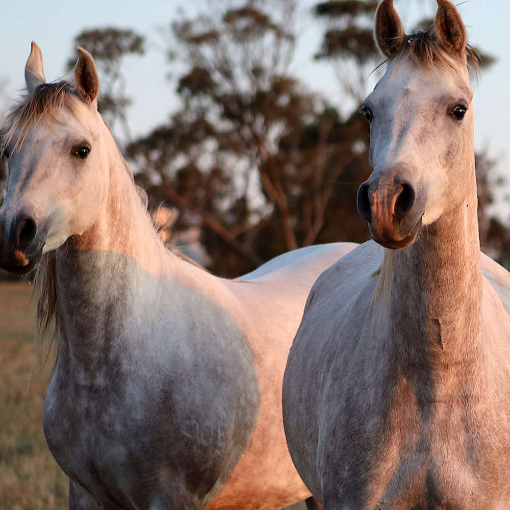 Mattilda's Rochelle - Arabian Filly, right. With full sister Rachael Left.