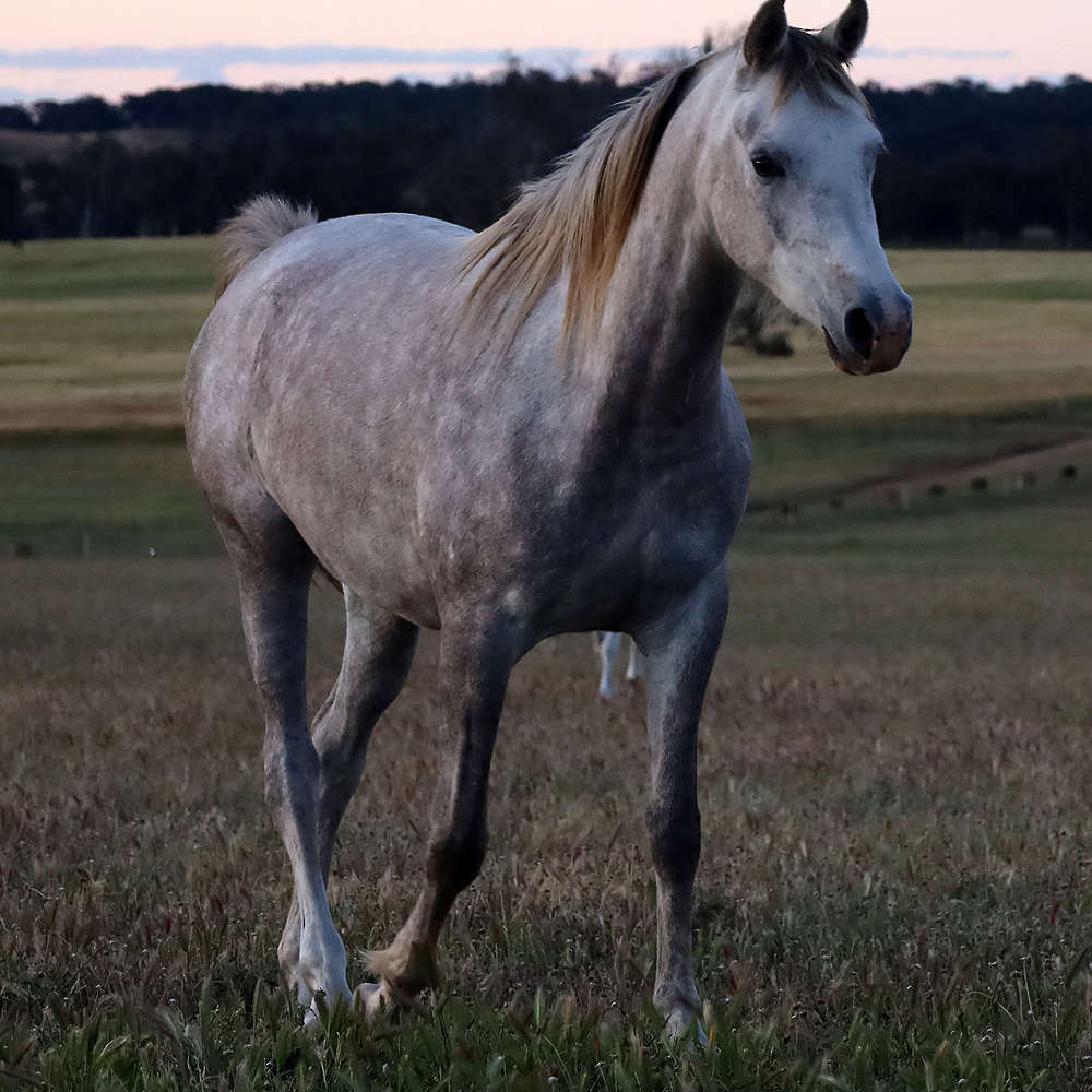 Mattilda's Rochelle - Arabian Filly.