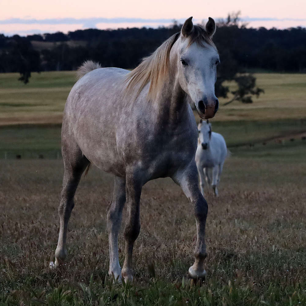 Mattilda's Rochelle - Arabian Filly.