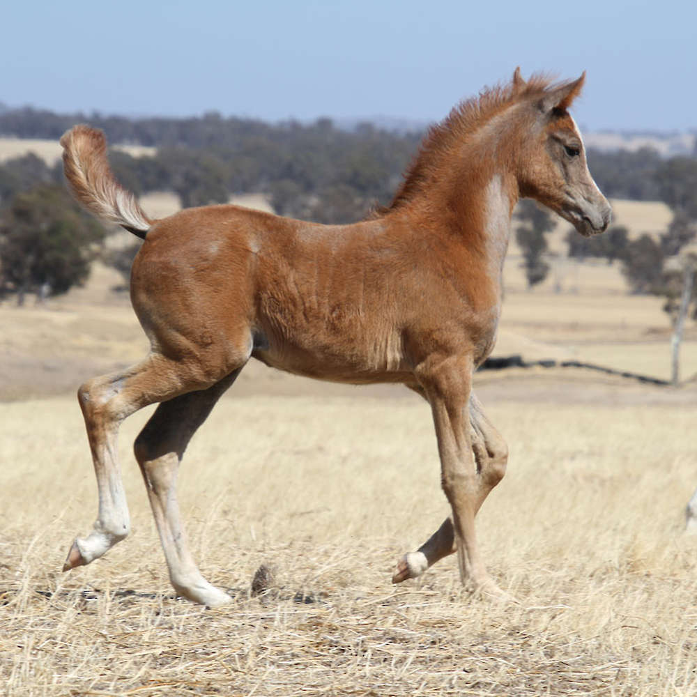 Mattilda's Rochelle - Arabian Filly. Chloe Ann Photo.