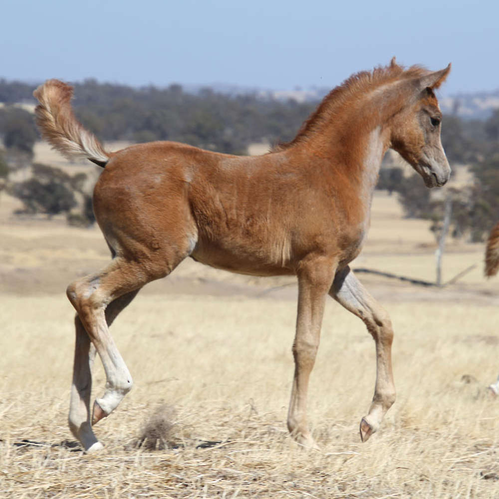 Mattilda's Rochelle - Arabian Filly. Chloe Ann Photo.