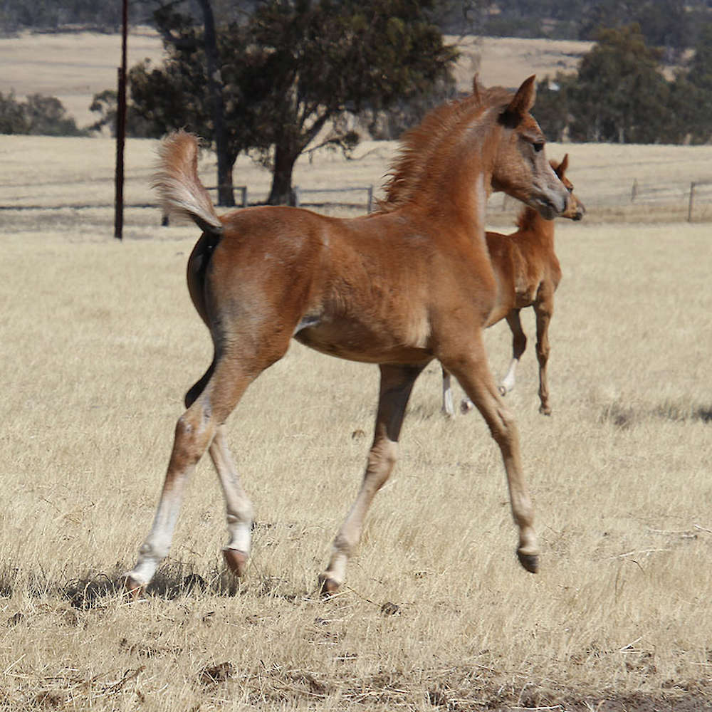 Mattilda's Rochelle - Arabian Filly. Chloe Ann Photo.