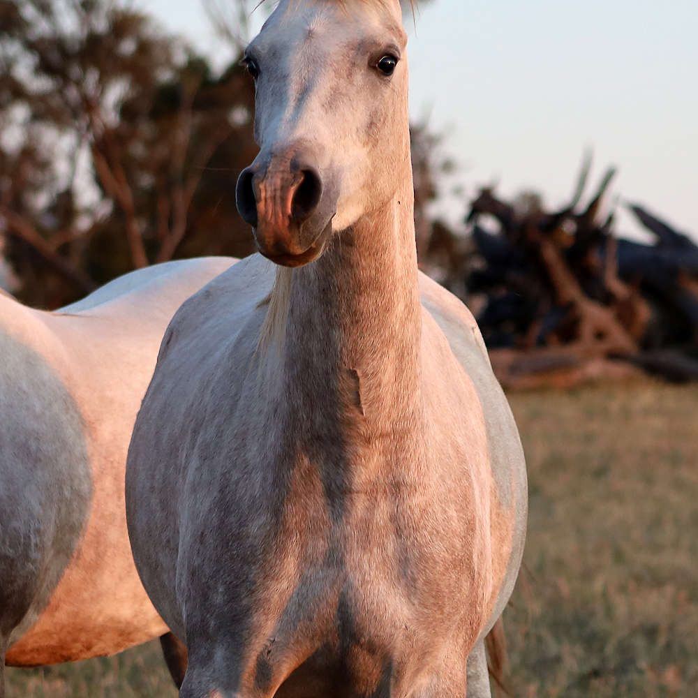 Mattilda's Rochelle - Arabian Filly.