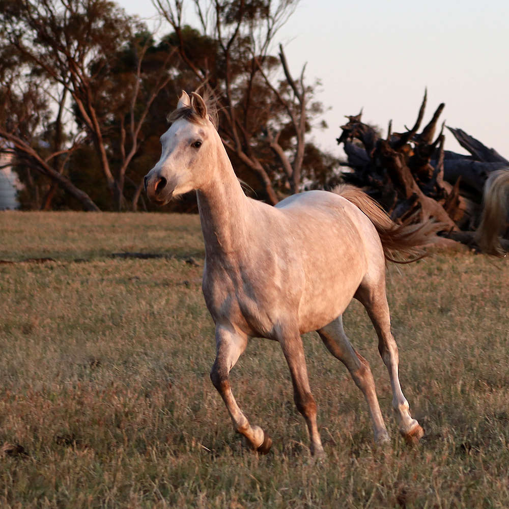 Mattilda's Rochelle - Arabian Filly.