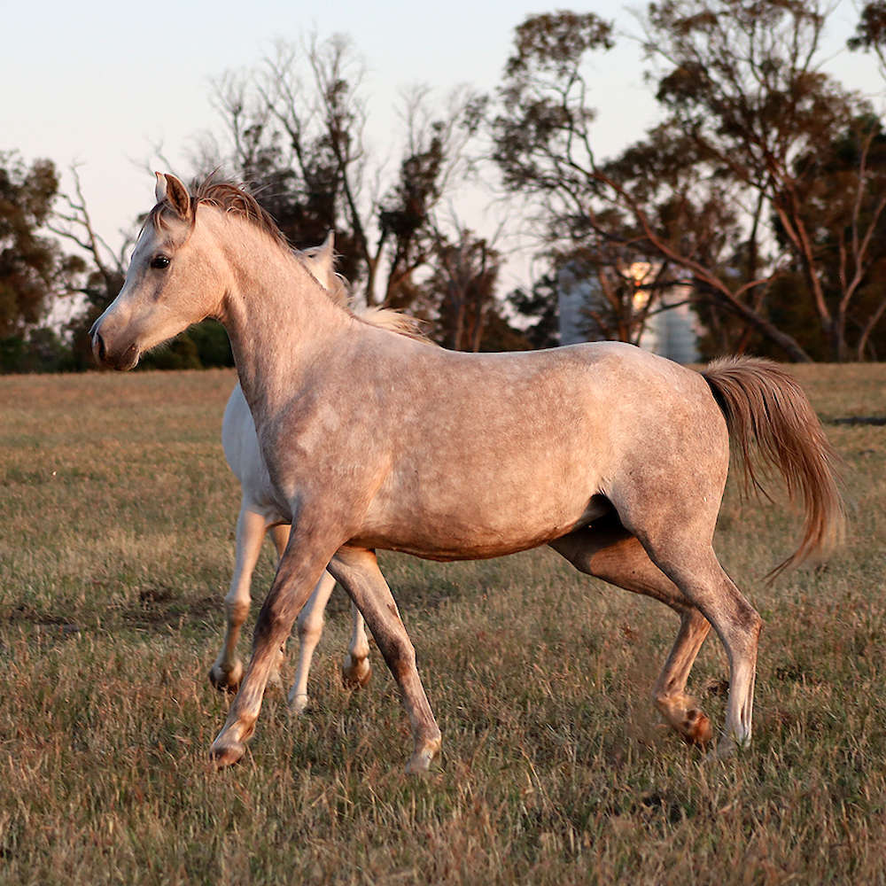 Mattilda's Rochelle - Arabian Filly.
