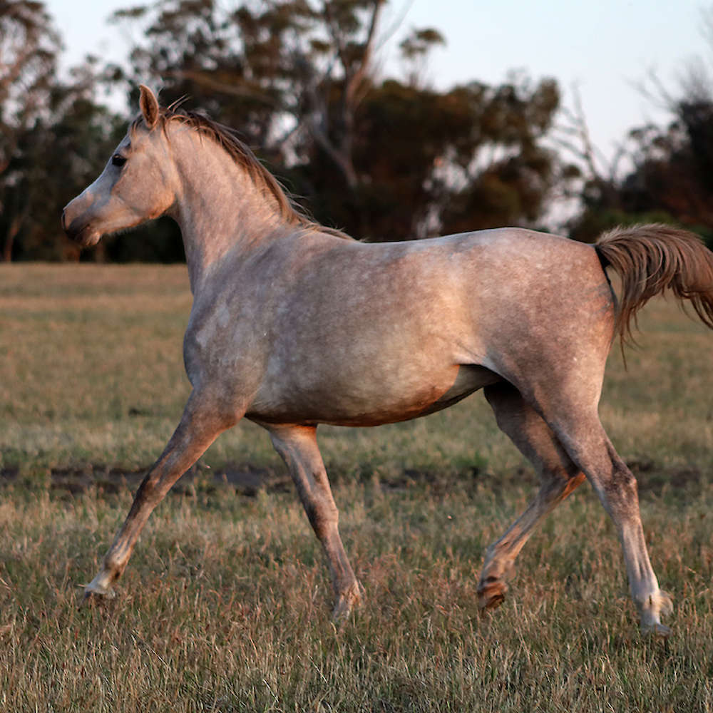 Mattilda's Rochelle - Arabian Filly.