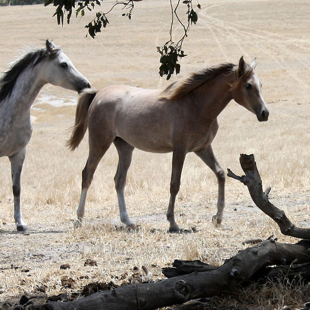 Mattilda's Pheobe - Arabian Filly