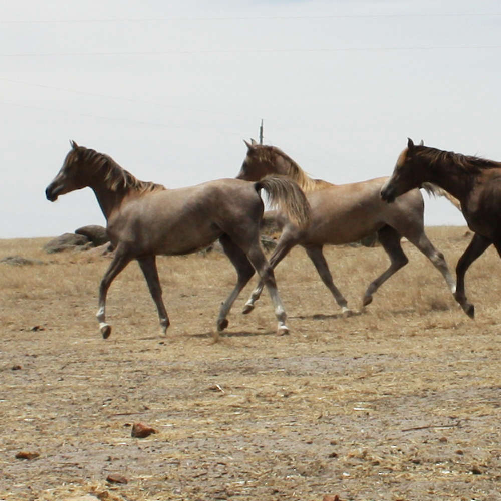 Mattilda's Pheobe, Mattilda's Rochelle - Arabian Fillies. Mattilda's Nabawa - Arabian Gelding.