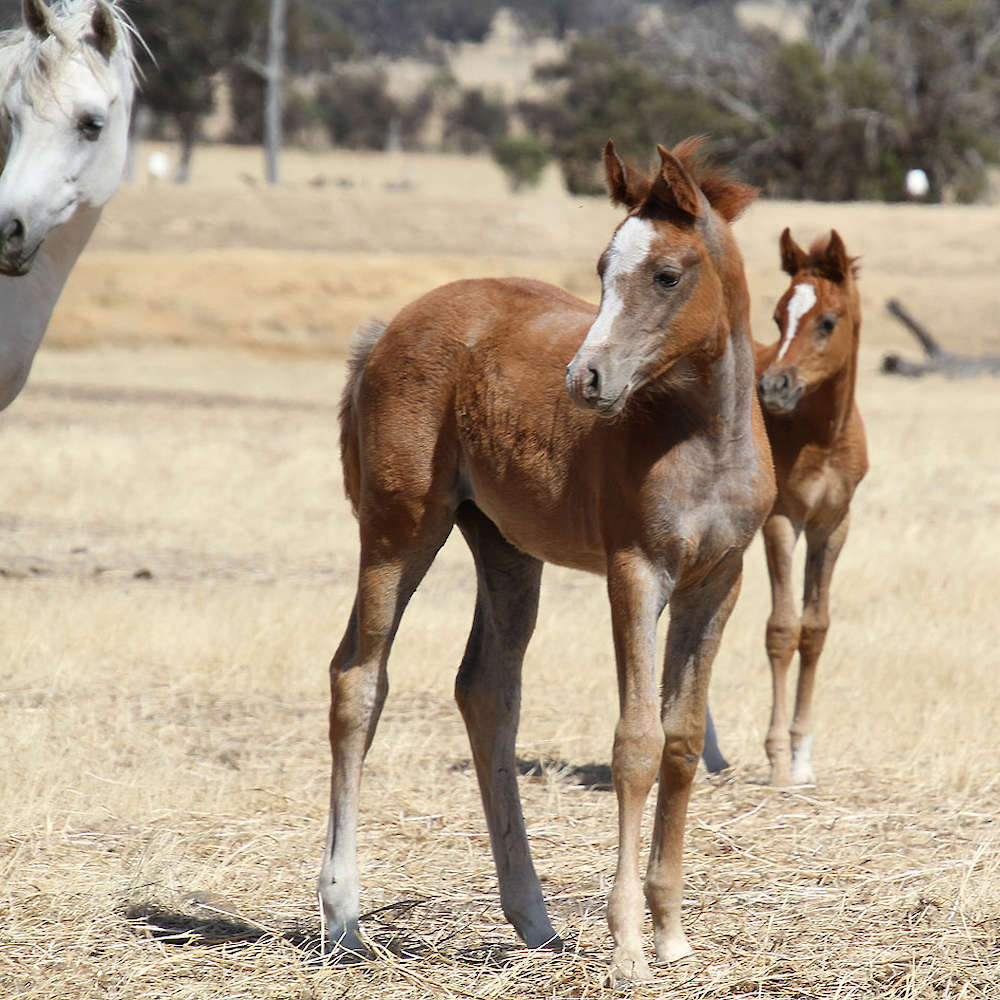Mattilda's Phoebe on right. Chloe Ann Photo.