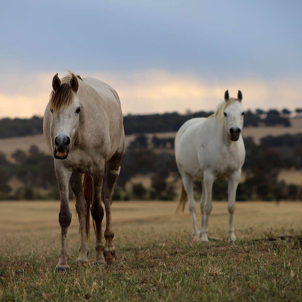 Mattilda's A'Linta - Arabian Filly, 2yrs of age.