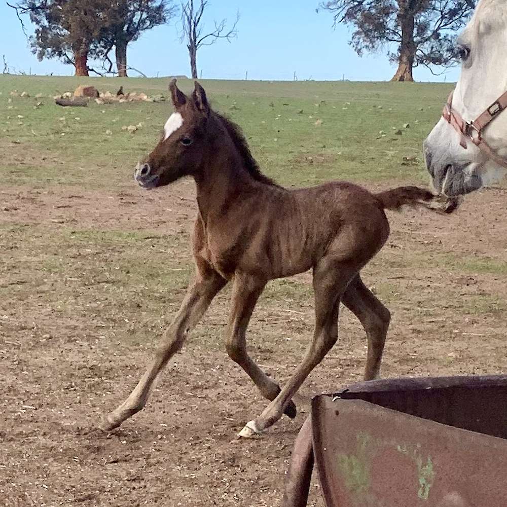 Mattilda's A'Linta (pending) - Arabian filly.
