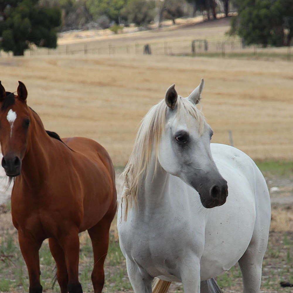 Arabian Mares Marbling A'Dell and Marbling A'Mala.