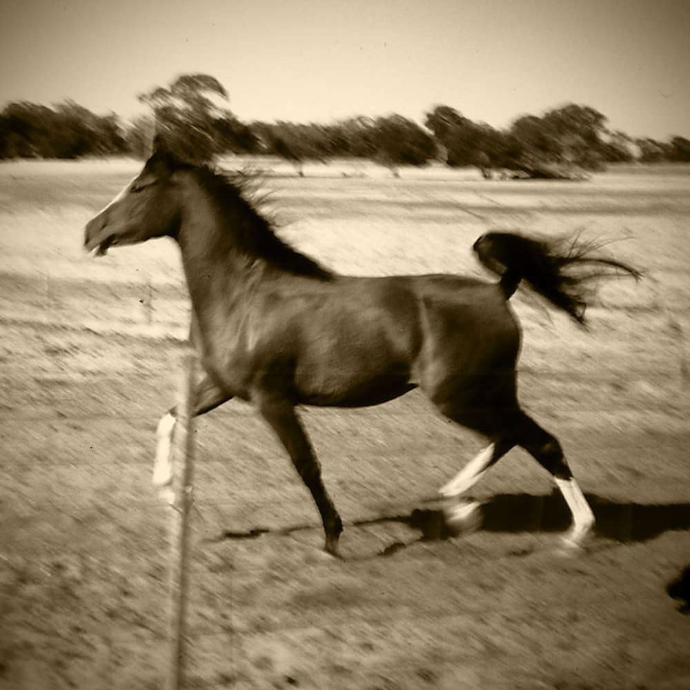 Naiad - Arabian Mare