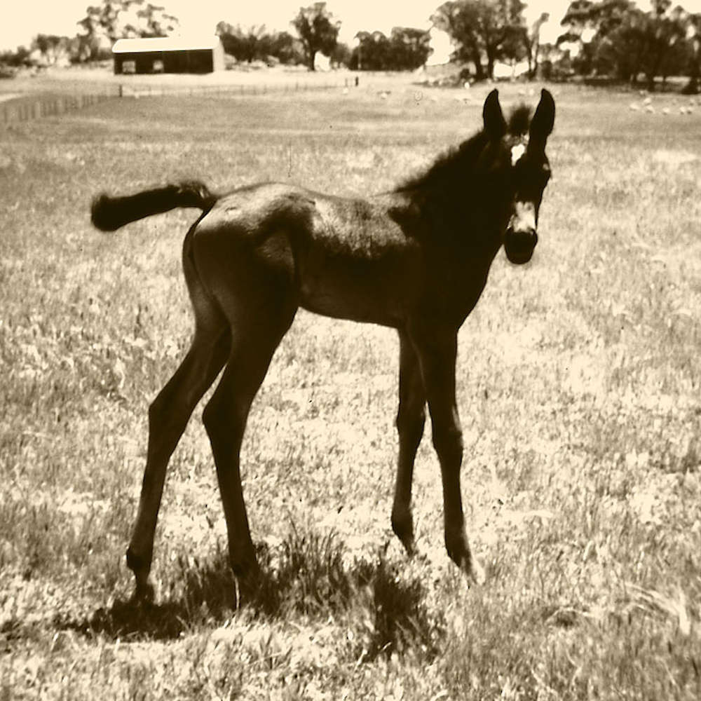 Arabian Filly Sarai