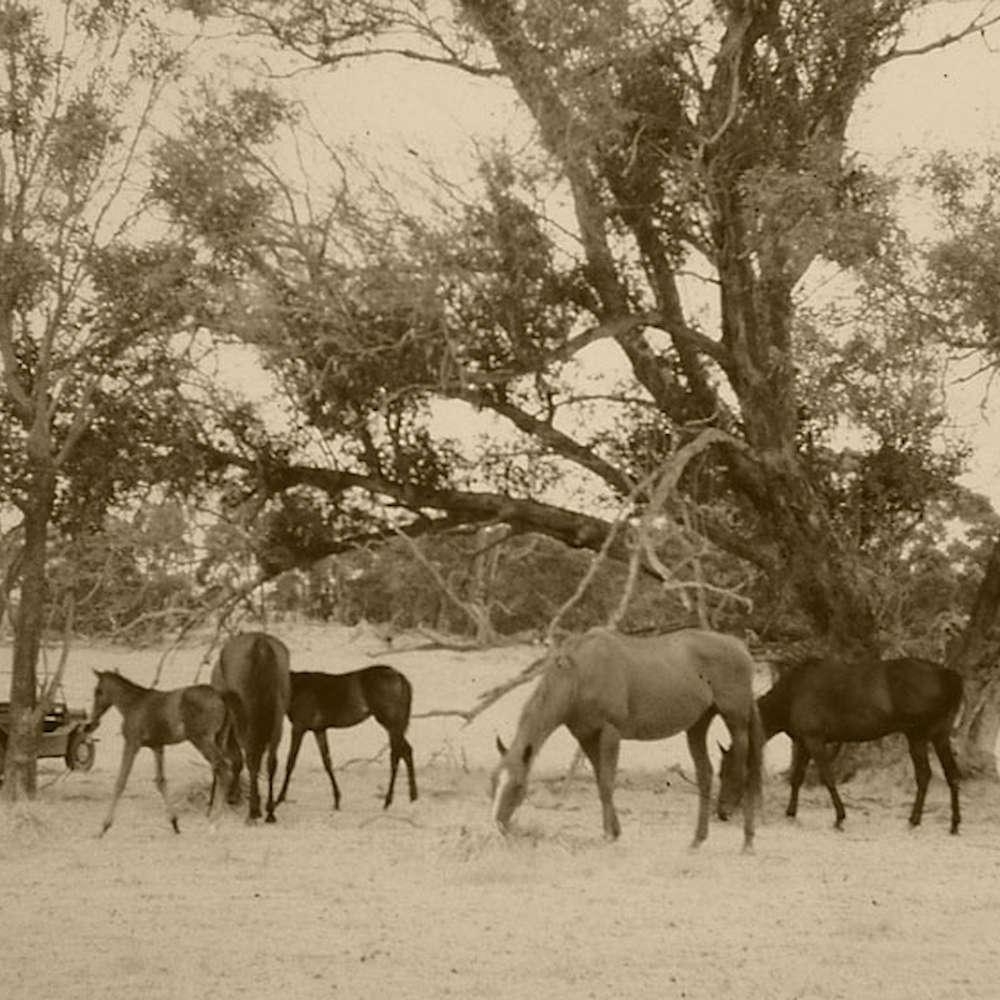 Thoroughbred  Mares