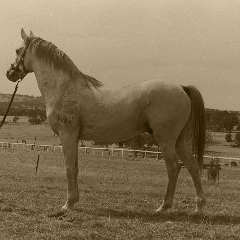 Shahr Yagil - Arabian Stallion - History and Reference.