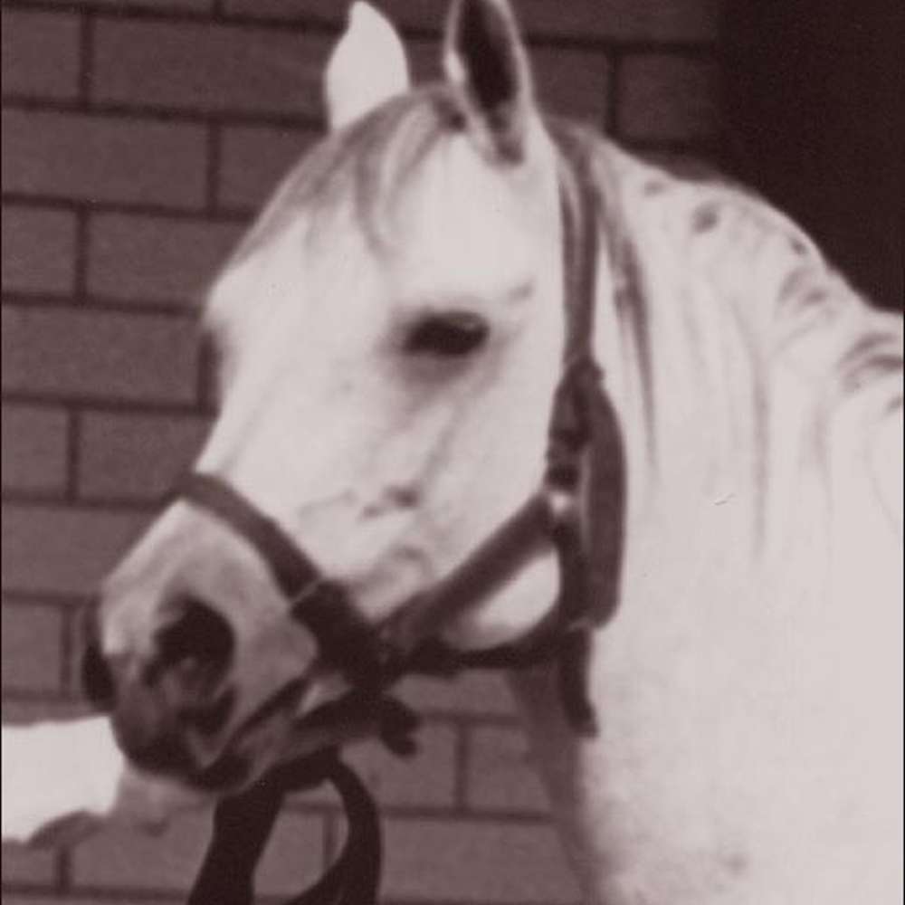 Shahr Yagil - Arabian Stallion - History and Reference.