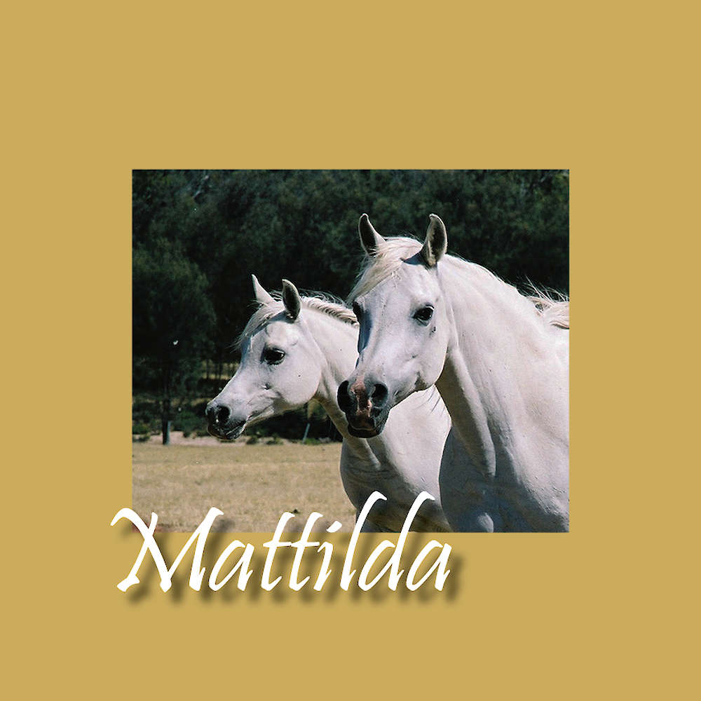 Mattilda Arabians Australia