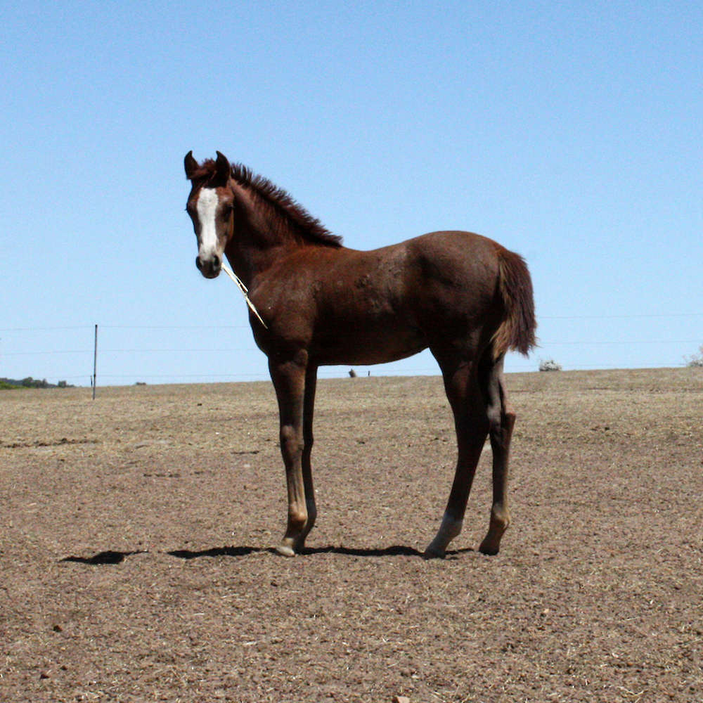 MARBLING GALAXY – Foal to Competitive Athlete.