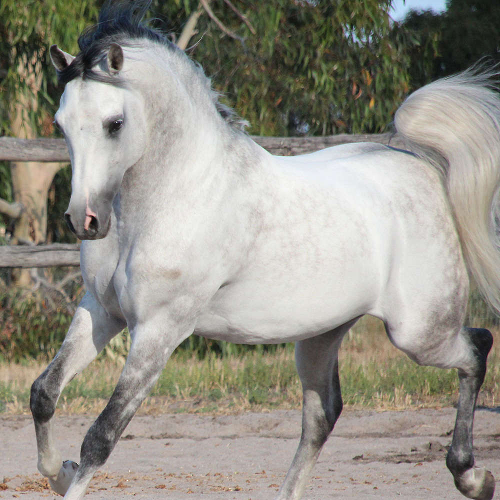 Marbling Lutana - Arabian Stallion at Stud.