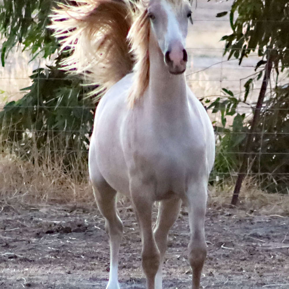 Mattilda's Airiel - Arabian Filly