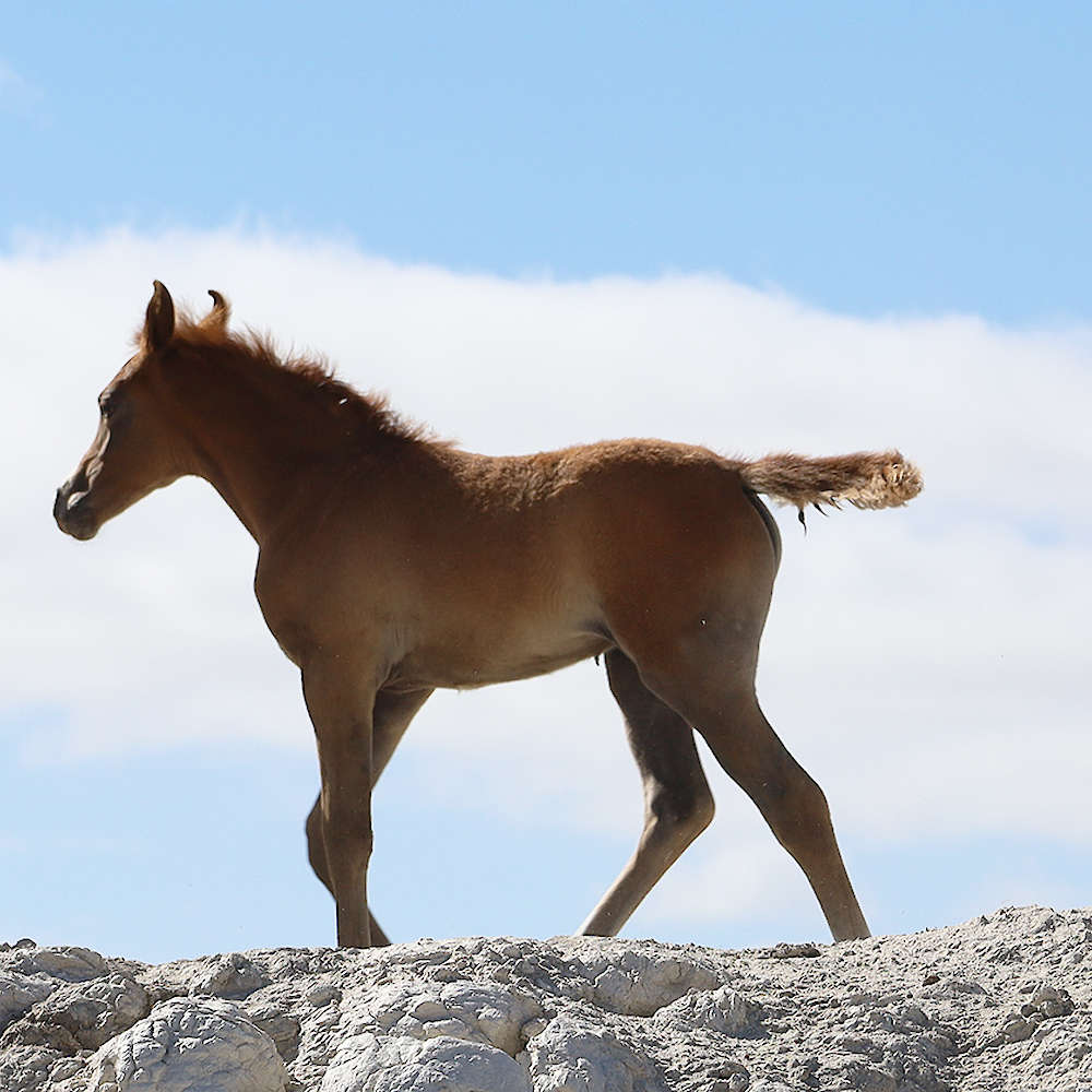 Mattilda's Airiel - Arabian Filly