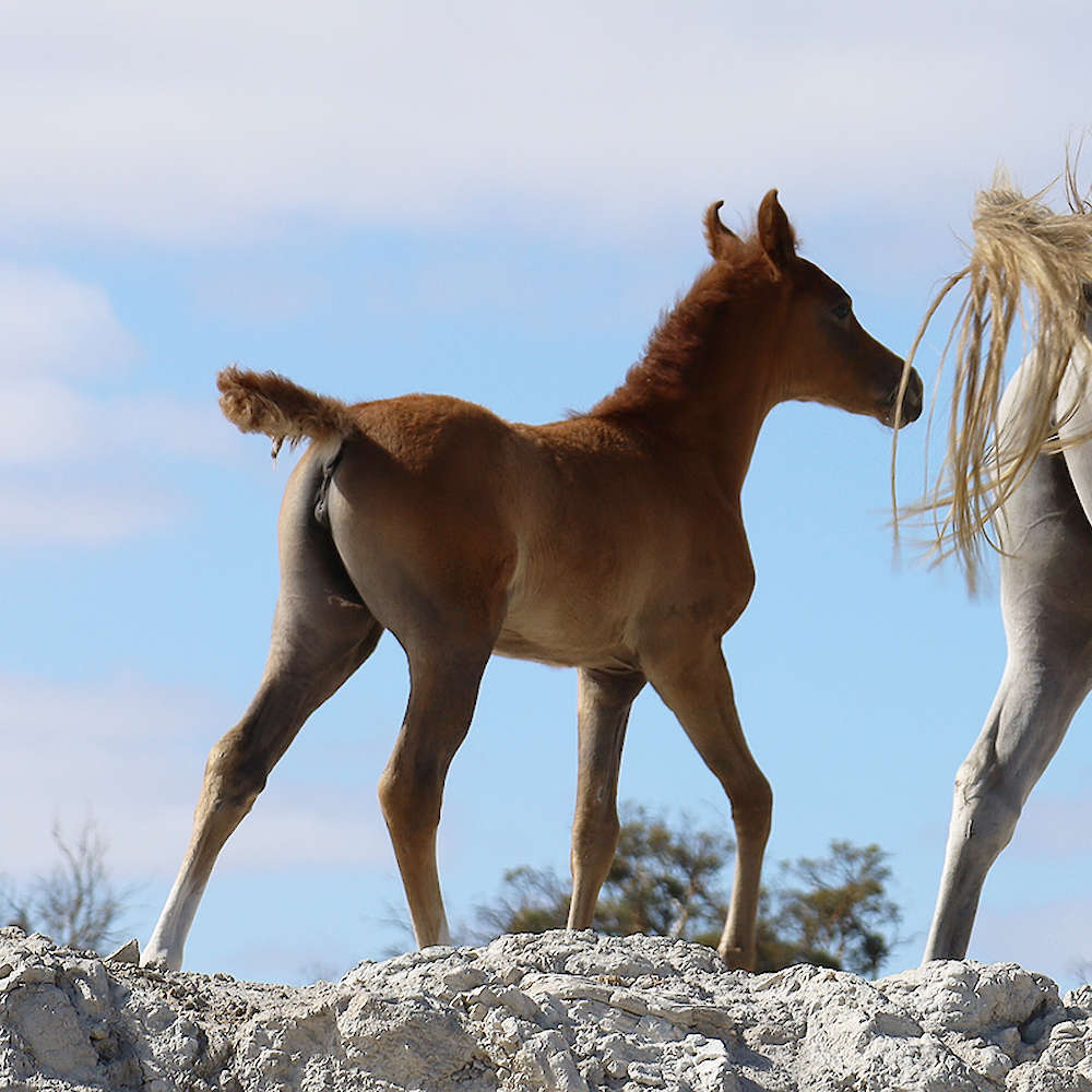 Mattilda's Airiel - Arabian Filly