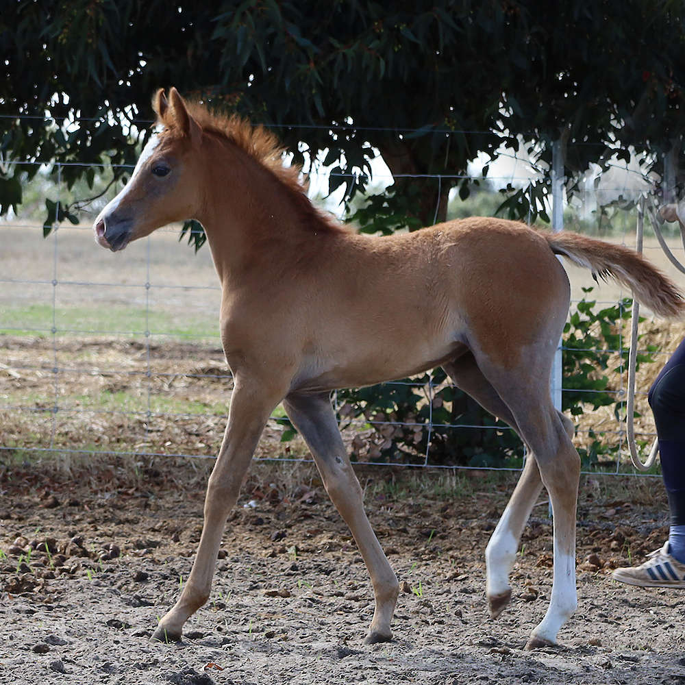 Mattilda's Airiel - Arabian Filly