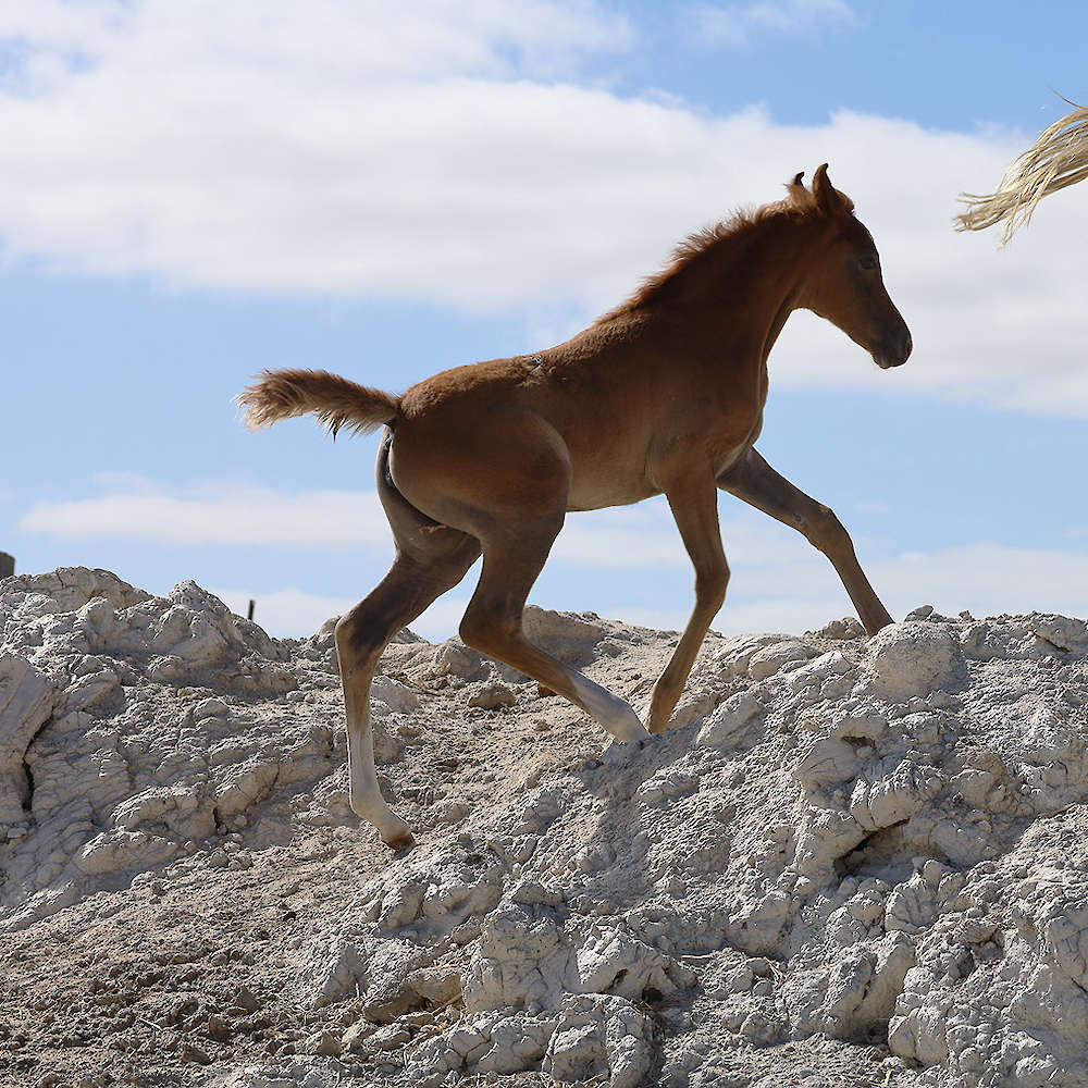 Mattilda's Airiel - Arabian Filly