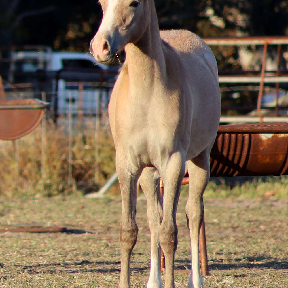 Mattilda's Airiel - Arabian Filly
