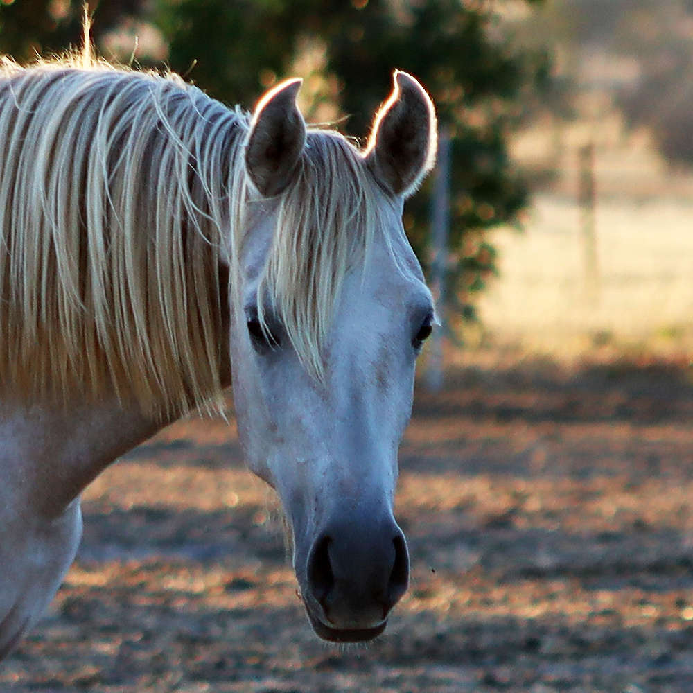 Mattilda's Nala Mia - Arabian Filly