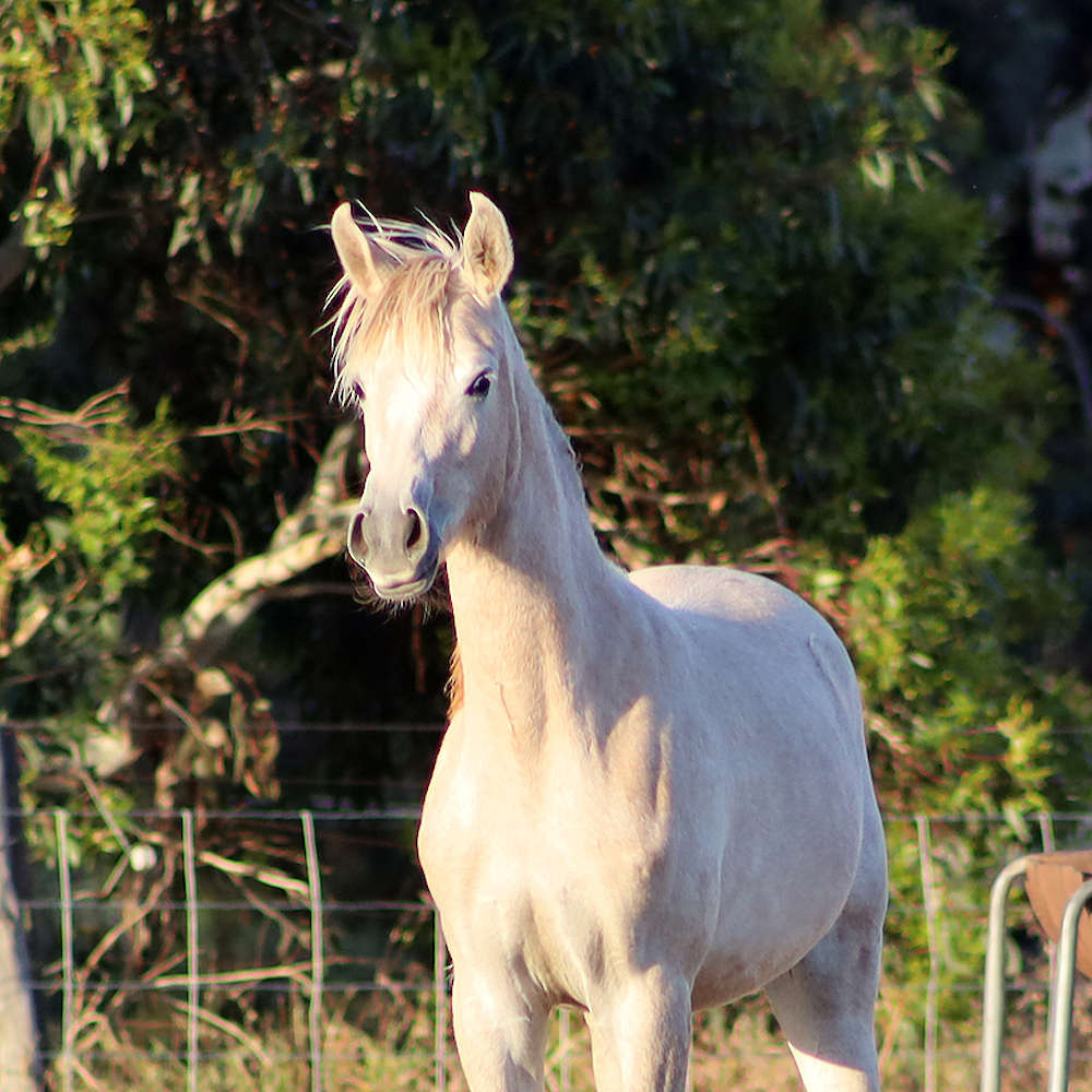 Mattilda's Nala Mia - Arabian Filly