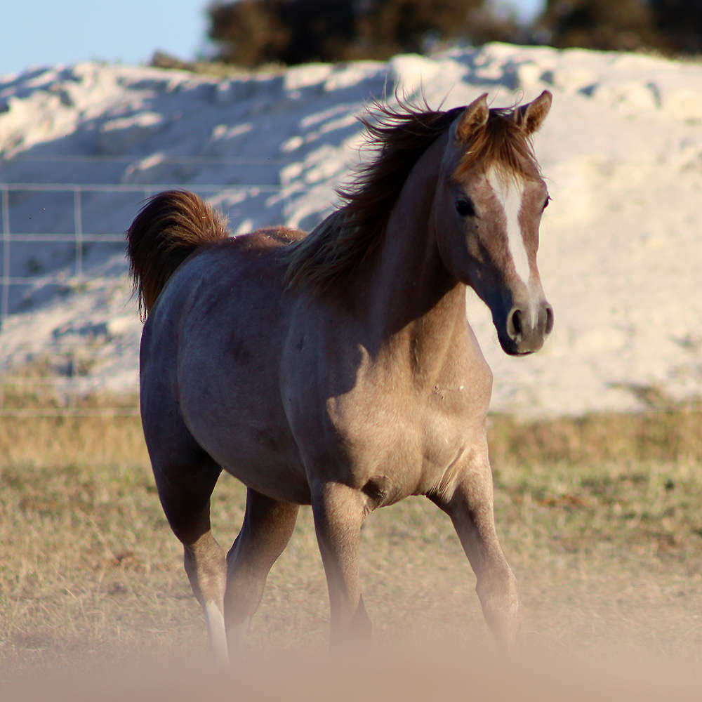 Mattilda's Natalina - Arabian Filly